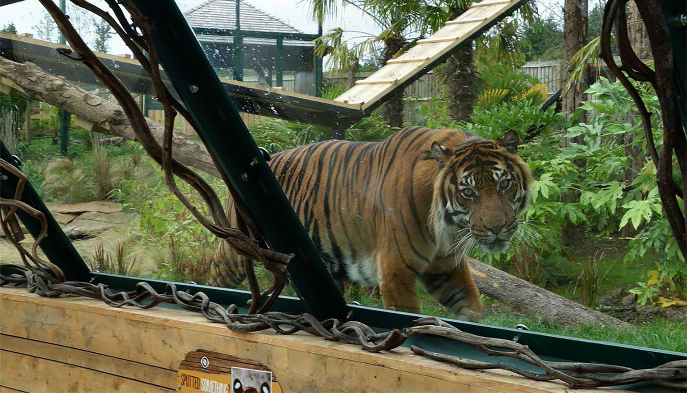 New Tiger Enclosure, Edinburgh Zoo